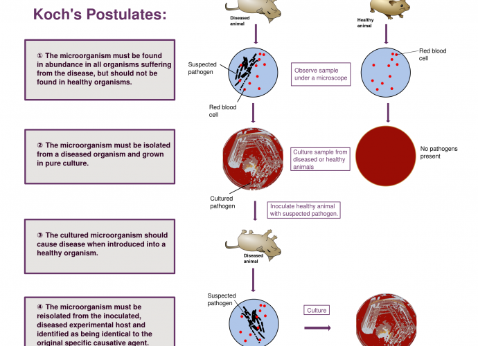 Koch's Postulates - Courtesy Wikipedia