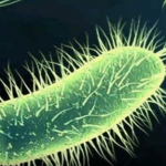 E. coli